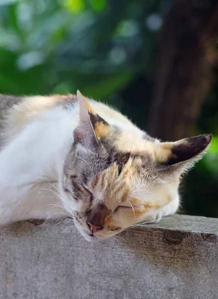 Menutup Gambar Kucing Tidur Siang Pada Beton — Stok Foto