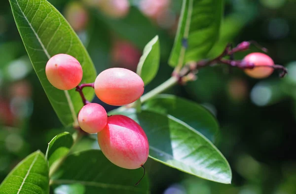 Trópusi Gyümölcsök Csoportja Carandas Szilvavirág Gyümölcsök Fán — Stock Fotó