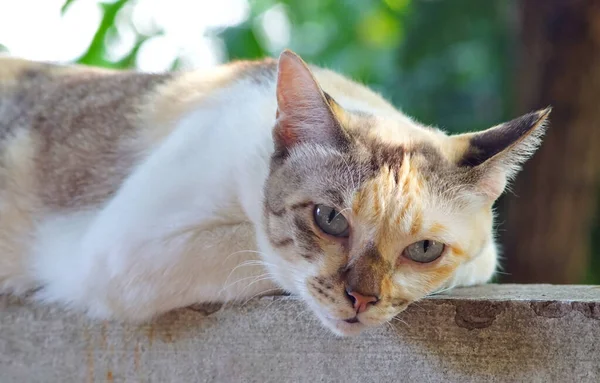 Retrato Gato Com Rosto Chato — Fotografia de Stock