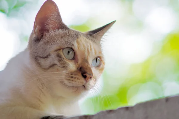 Zblízka Záběr Kočky Tvář Nízký Úhel Pohledu — Stock fotografie