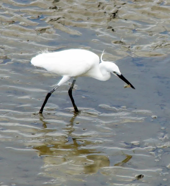 stock image Egret bird catch shrimp at sea