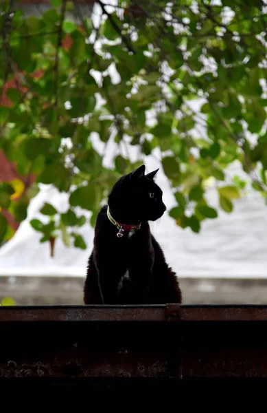 Чорний Кіт Сидить Даху Дивлячись Фоні Дерева — стокове фото