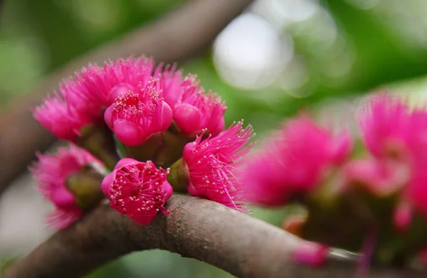 Malaio Rosa Flor Maçã Árvore Close Tiro — Fotografia de Stock