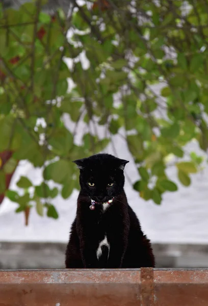 Chat Noir Assis Sur Toit Avec Fond Couvert Forestier — Photo