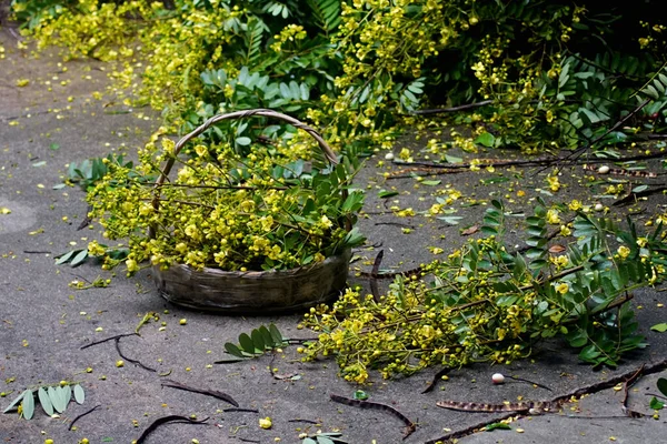 Sepette Cassia Çiçeği Yemek Pişirmek Için Hasat Çiçeği — Stok fotoğraf
