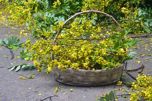 バスケットのカシアの花 料理のための収穫の花 — ストック写真