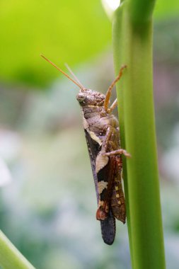 Çekirge yaprağında yakın çekim, böcek doğası arka plan