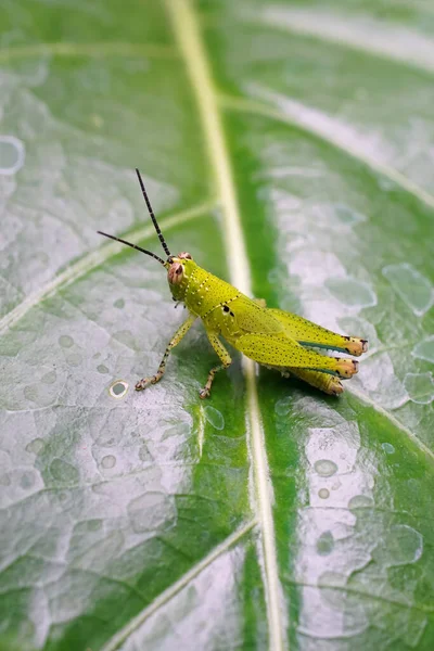 Grasshopper Leaf Close Shot Insect Nature Background — 스톡 사진