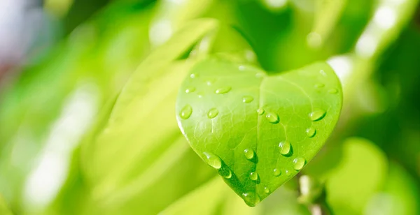 Gotita Lluvia Sobre Hoja Verde Fondo Refrescante Naturaleza — Foto de Stock
