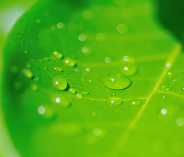 Краплі Зеленому Листі Фон Природи Крупним Планом — стокове фото