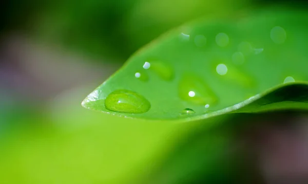 Droplets Green Leaf Nature Background Close — Stock Photo, Image