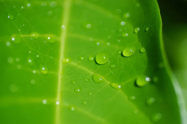 Droplets Green Leaf Nature Background Close — Stock Photo, Image