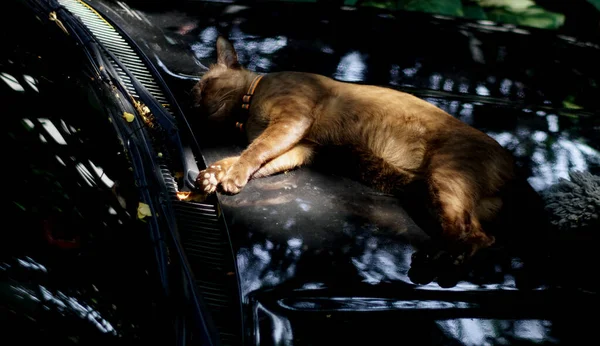 Braune Katze Schläft Auf Schwarzem Auto Mit Eingeschaltetem Licht Haustier — Stockfoto