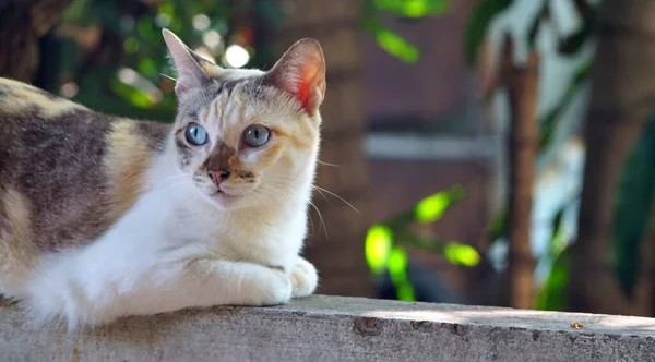 Cat Χαλαρώστε Στο Τσιμέντο Και Κοιτάζοντας Έξω — Φωτογραφία Αρχείου