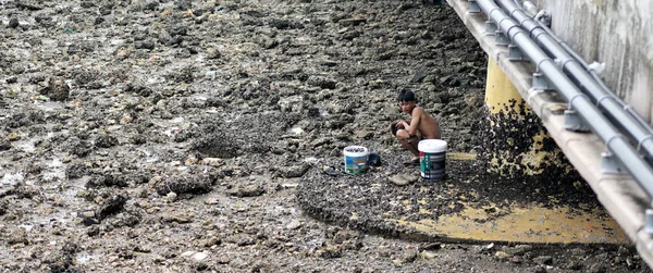 Chonburi Thailand June People Finding Seashell Sea June 2023 Siracha — Stock Photo, Image