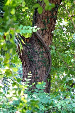 Yaprak önplanlı ağaç