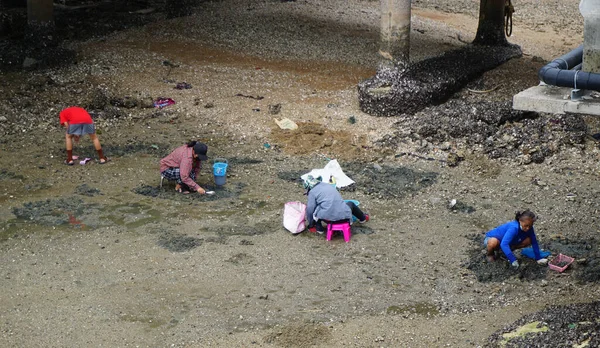Chonburi Thailand June People Digging Seashell Low Tide Sea June — Stock Photo, Image