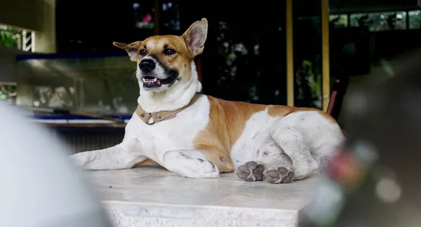 Pies Siedzący Stole Zwierzę — Zdjęcie stockowe