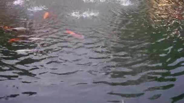 有喷泉的海鱼在游泳池里 — 图库视频影像