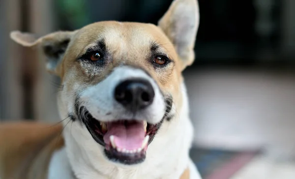 Portret Zwierzęcia Zbliżenie Ujęcia Twarzy Uśmiechu Psa — Zdjęcie stockowe