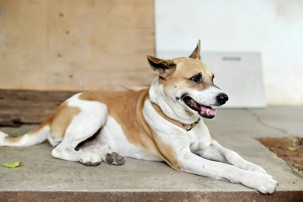 Portret Zwierzęcia Pies Siedzi Ziemi — Zdjęcie stockowe
