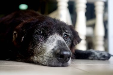 Siyah köpeğin portresi alçak açıyla yatıyordu.