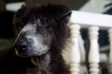 Dışarı bakan siyah köpeğin portresi