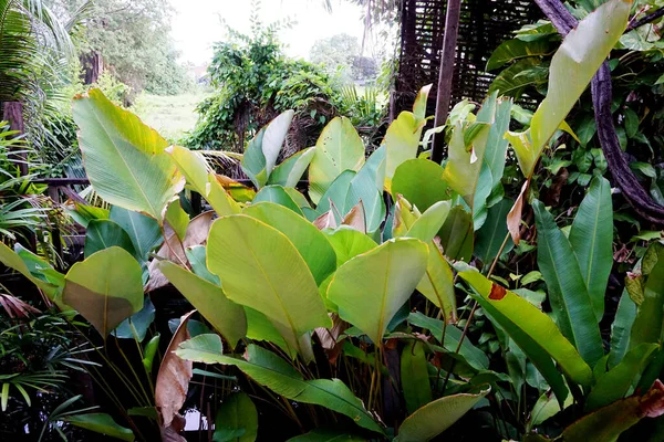 Zelené Listy Divoké Rostliny Zahradě — Stock fotografie