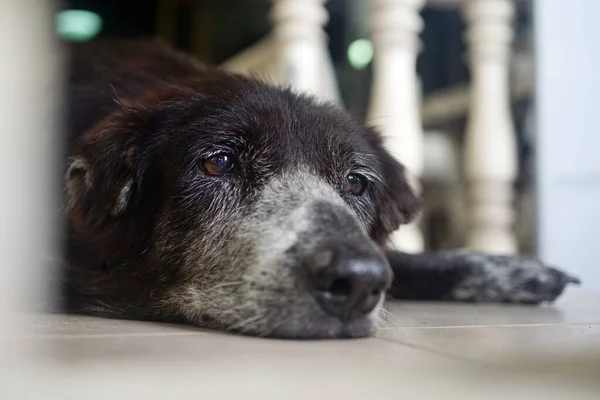 Porträt Eines Schwarzen Hundes Legt Sich Mit Tieffliegerblick Hin lizenzfreie Stockfotos