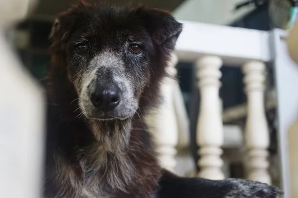 Porträt Eines Schwarzen Hundes Der Nach Draußen Schaut lizenzfreie Stockbilder