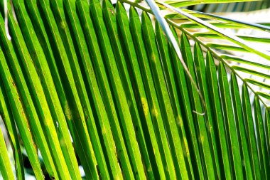 Hindistan cevizi yaprağı yakın çekim, doğa desen arkaplan