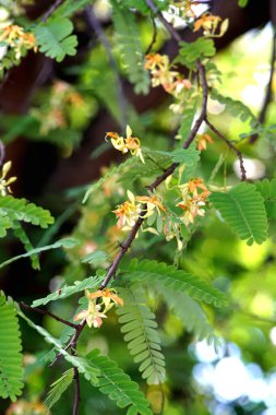 Demirhindi çiçekleri ağaçta çiçek açar, yakın çekim.