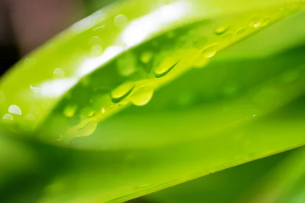 Refrescante Fondo Natural Gotas Lluvia Sobre Hoja Verde — Foto de Stock
