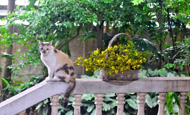 Tayland bakır kapsülü çiçekli şirin kedi, güzel çiçekli hayvan portresi