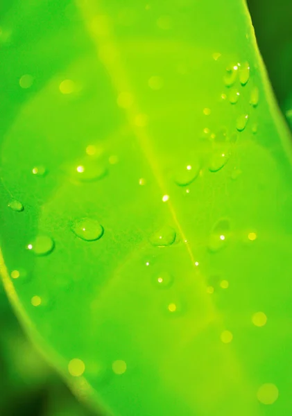 Gotas Lluvia Sobre Hoja Verde Refesh Nature Background — Foto de Stock