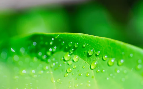 Dešťové Kapky Zeleném Listu Refesh Příroda Pozadí — Stock fotografie