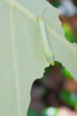 Yeşil tırtıl ısırığı dev Taro yaprağı