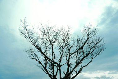 Bulutlu siluetsiz ağaç mavi tonlu gökyüzü