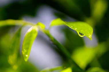 Yeşil yaprağın üzerindeki yağmur damlaları yakın plan çekim, doğa arkaplanı Rafesh
