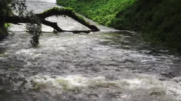 Nehir Akışı Devrilen Ağaç Doğa Arkaplan — Stok video