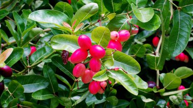 Karanda meyveleri ağaçta çiçek açar, bitkisel yiyecekler