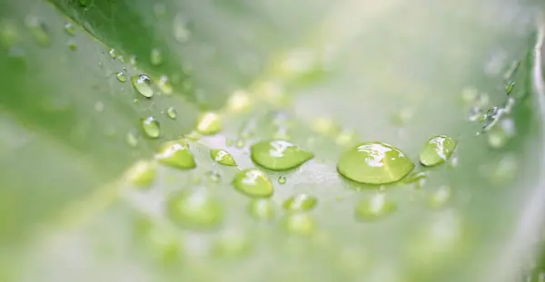 Gotas Lluvia Sobre Hoja Verde Fondo Naturaleza Después Lluvia — Foto de Stock