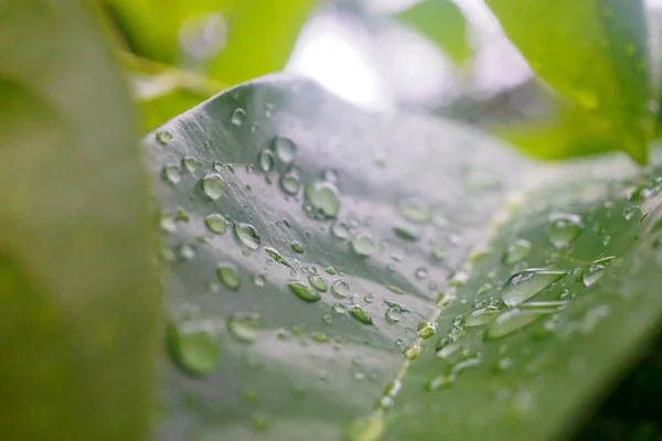 Rain Drops Green Leaf Nature Background Raining — Stock Photo, Image