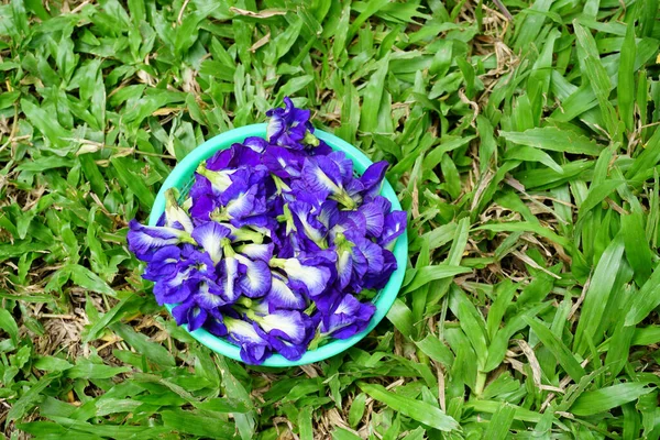 Arka Planda Sepetteki Kelebek Bezelyesi Çiçeği — Stok fotoğraf