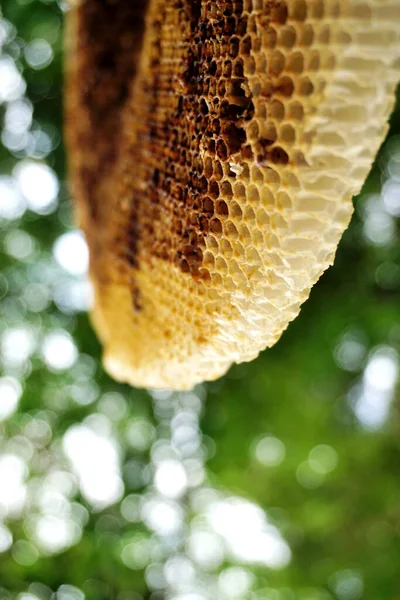 Honeycomb Крупным Планом Фоне Дерева — стоковое фото