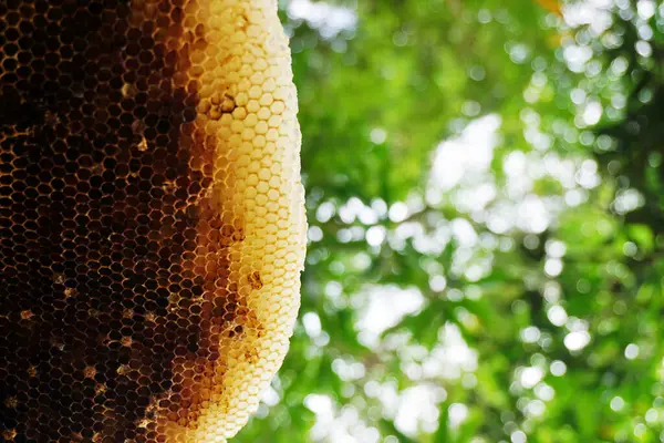 Honeycomb Närbild Skott Med Träd Bakgrund — Stockfoto