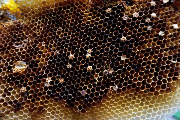Méhsejt Közeli Lövés Háttér — Stock Fotó