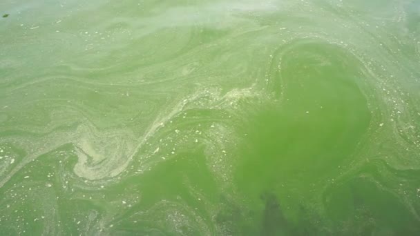 Plankton Kwitną Wodzie Morskiej Koncepcja Globalnego Zanieczyszczenia — Wideo stockowe
