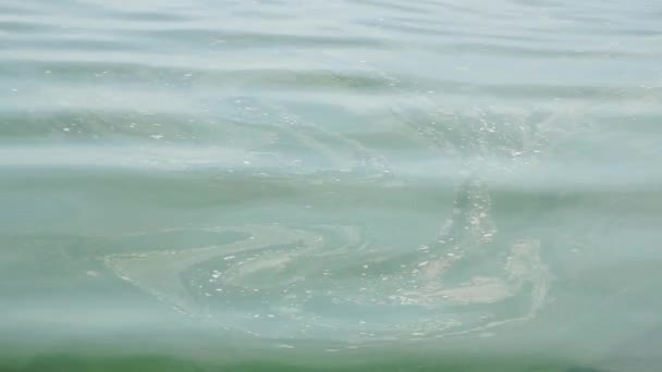 Plankton Blommar Med Små Surfing Havsvatten Royaltyfri Stockvideo