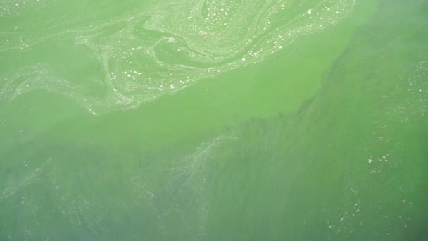 Floraison Plancton Dans Eau Mer Plan Incliné — Video